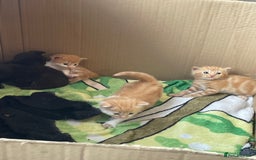 Bengal cats for sale: Kittens for sale  - Image 10