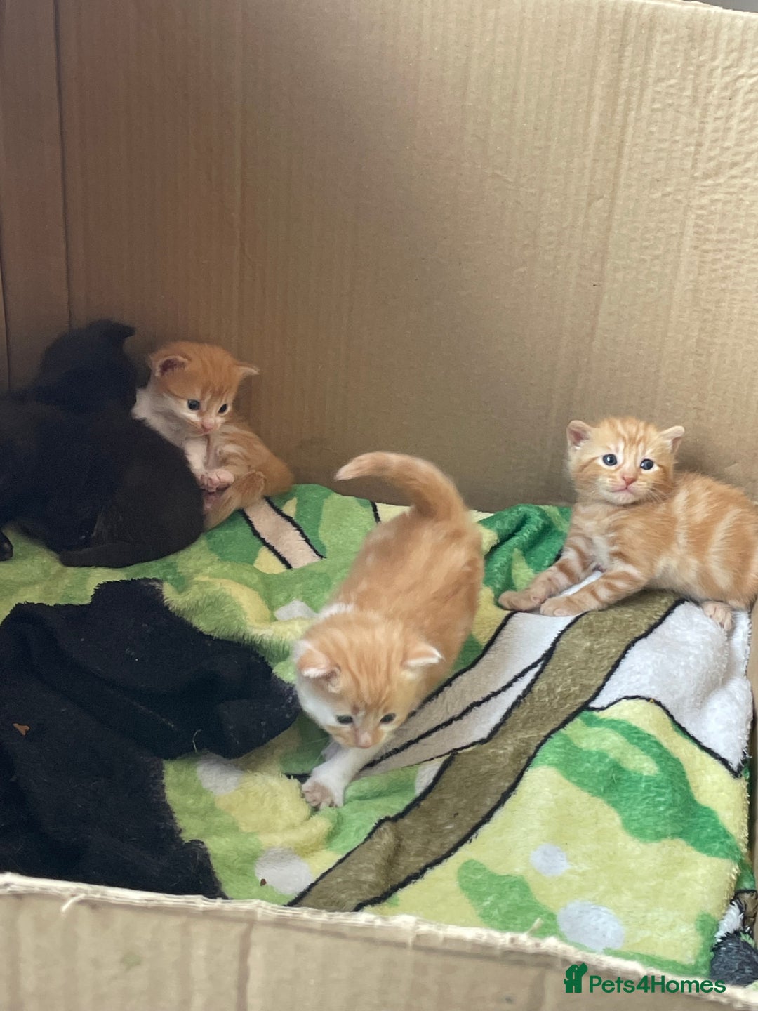 Bengal cats for sale: Kittens for sale  - Image 10