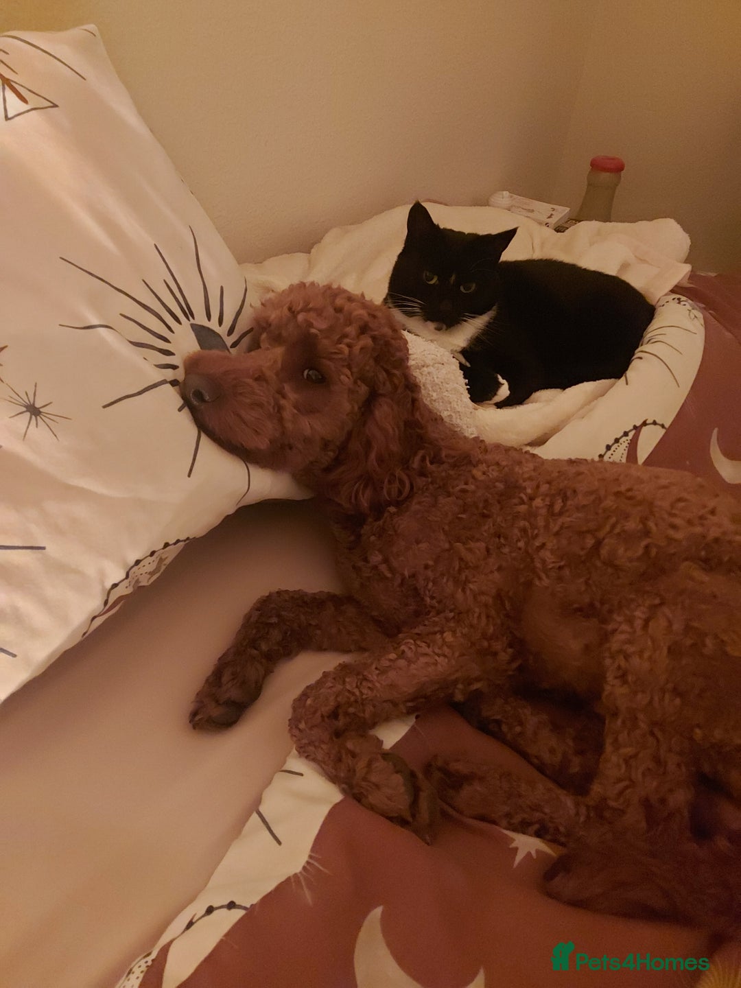 Miniature Poodle dogs for stud: OUR BARRY-KC REGISTERED MINIATURE POODLE FOR STUD in Preston - Advert 6