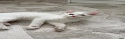 Turkish Angora cats for sale: Beautiful 2 Turkish Angora kittens - Advert 4