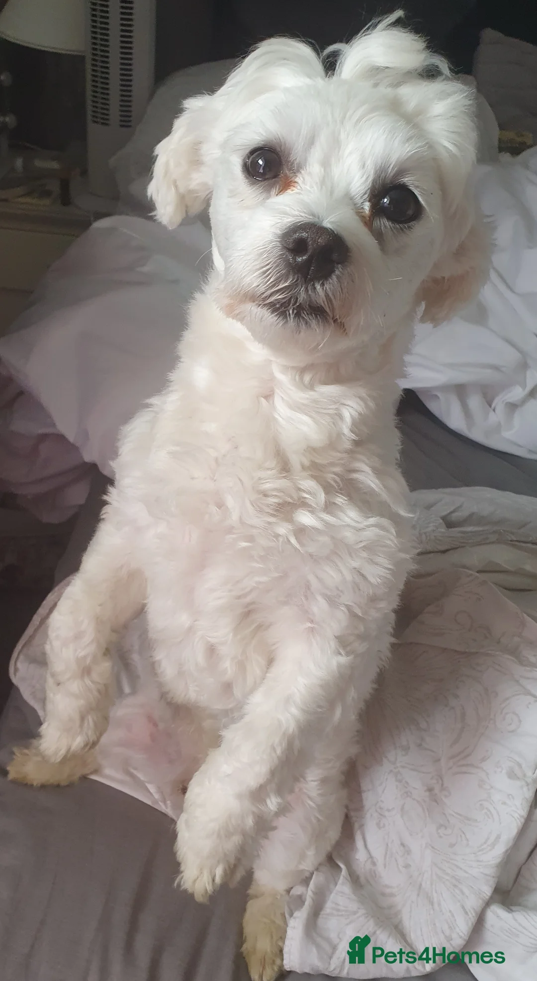 Maltese dogs for stud: Maltese in Ingatestone - Advert 4