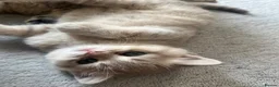British Shorthair cats for sale: British shorthairs for sale - Advert 9