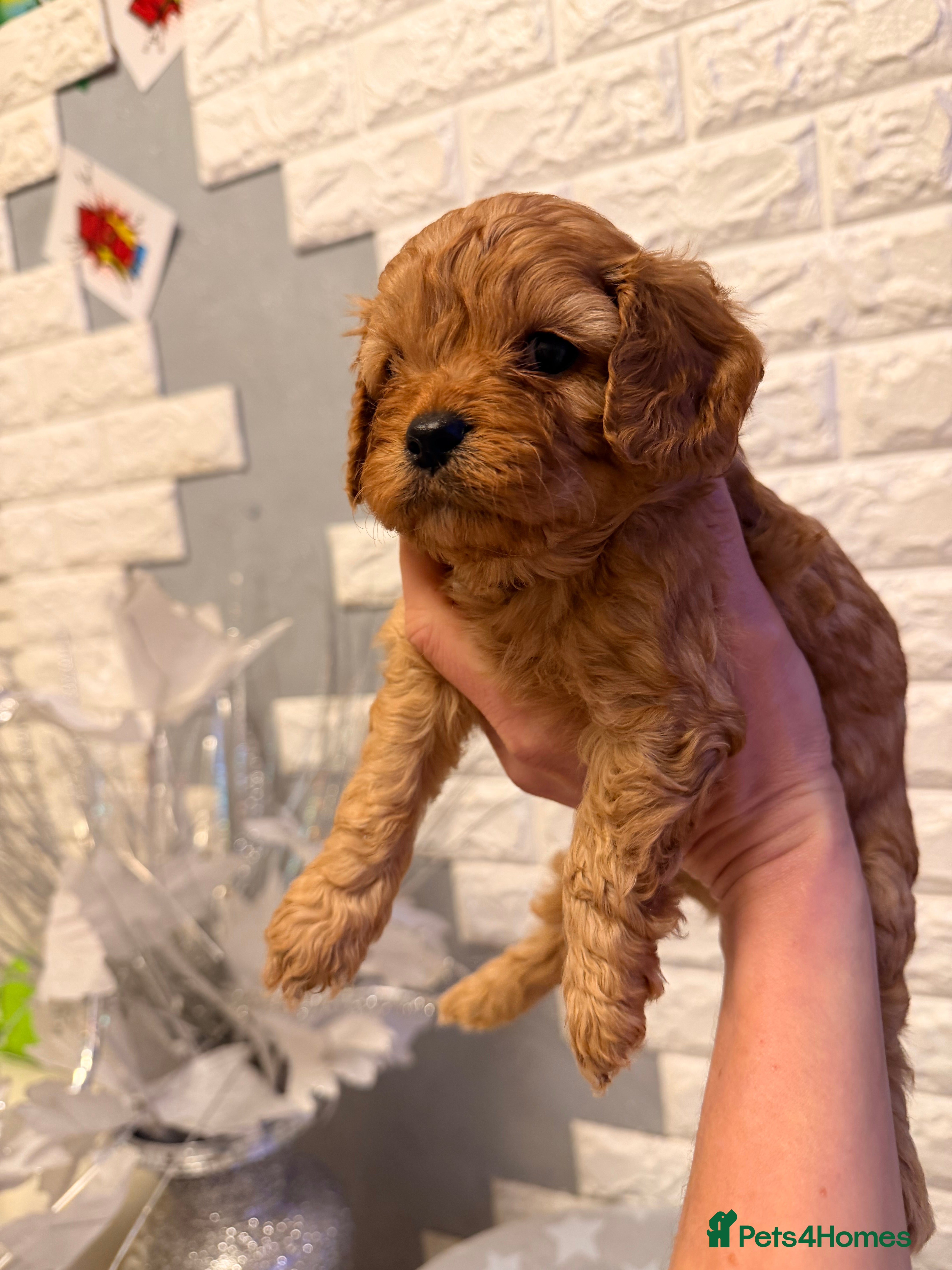 Cavapoo dogs Toy Cavapoo Health testing parent  - Advert 5