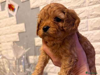 Cavapoo dogs Toy Cavapoo Health testing parent - Advert 5