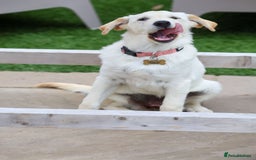 Mixed Breed dogs for adoption: Cuddly Crumble - Image 8