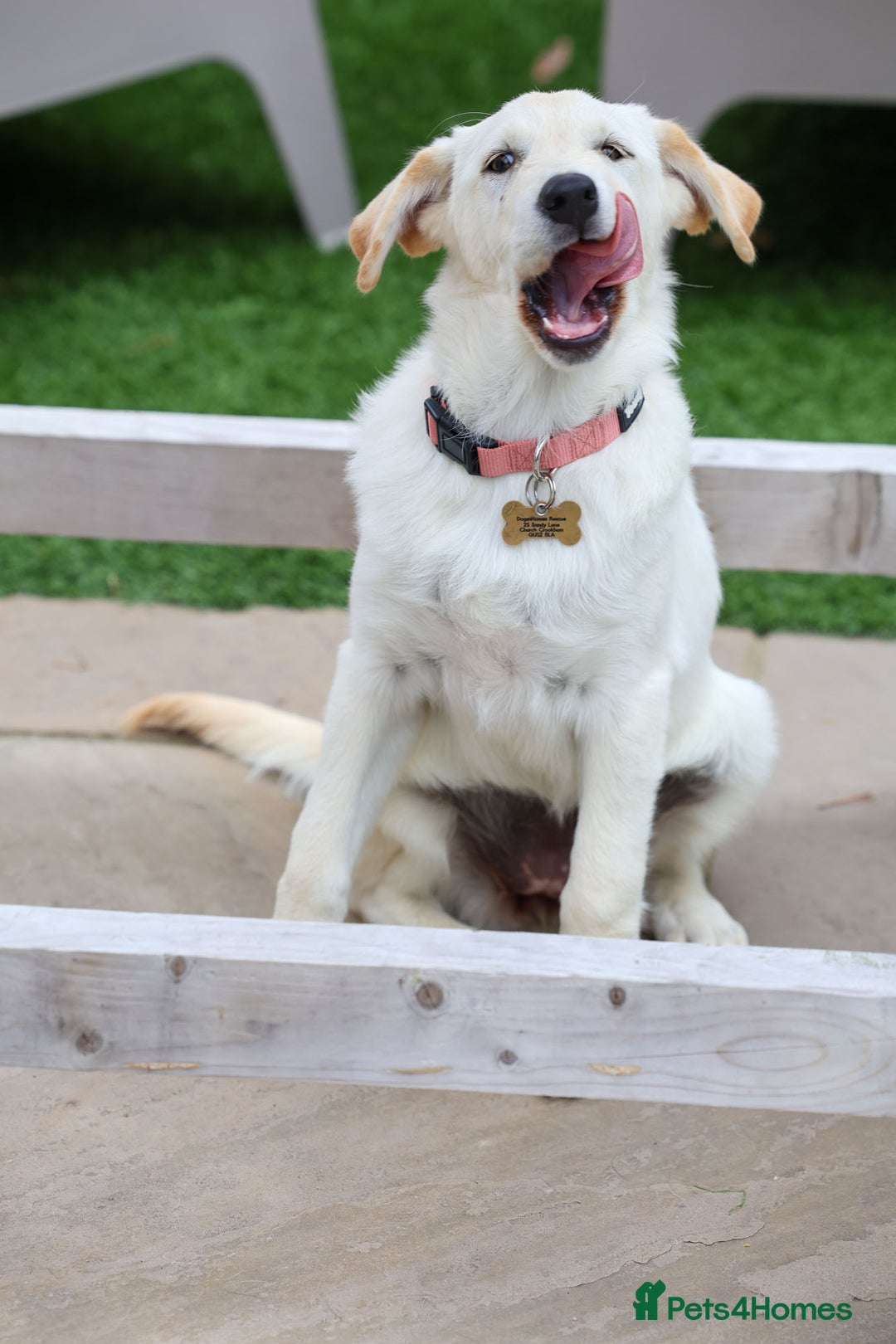Mixed Breed dogs for adoption: Cuddly Crumble - Image 8