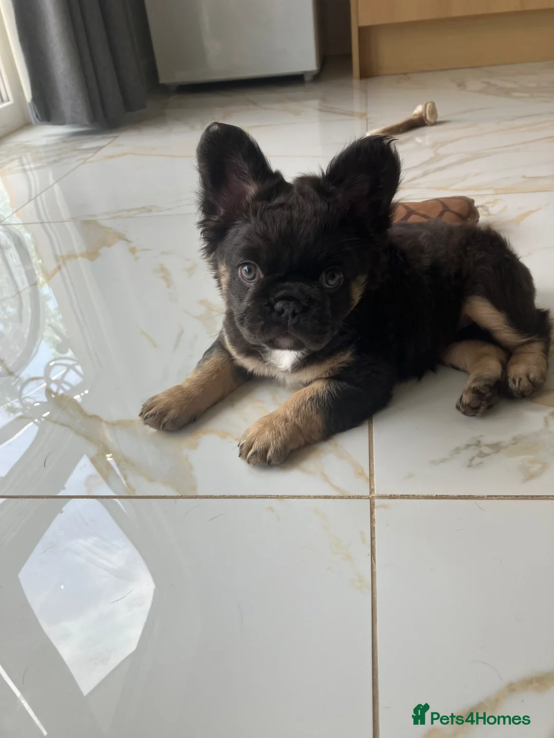 French Bulldog dogs for sale: Fluffy frenchie  - Advert 4