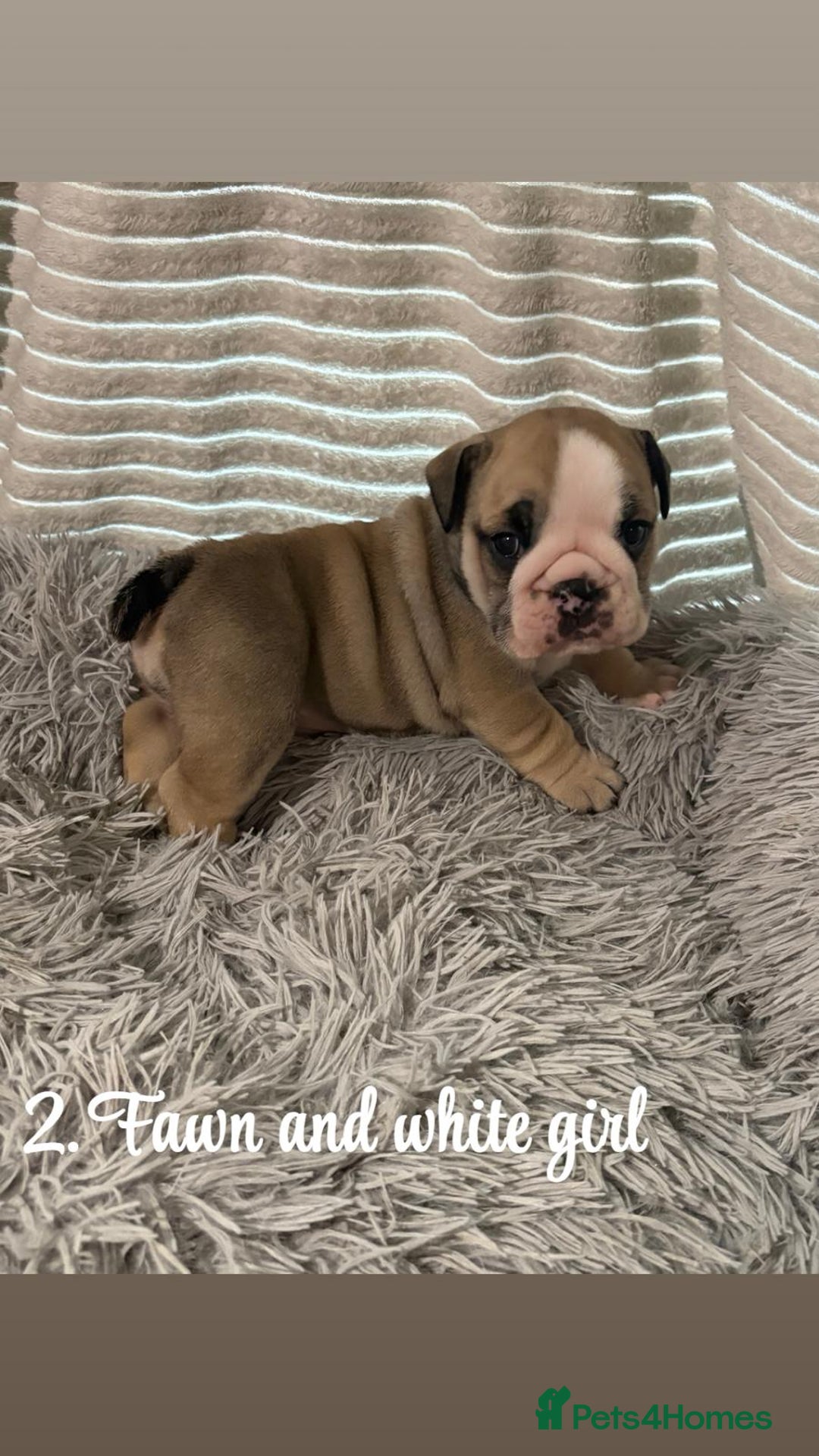 English Bulldog dogs for sale: Kc stunning English bulldog puppies - Advert 14