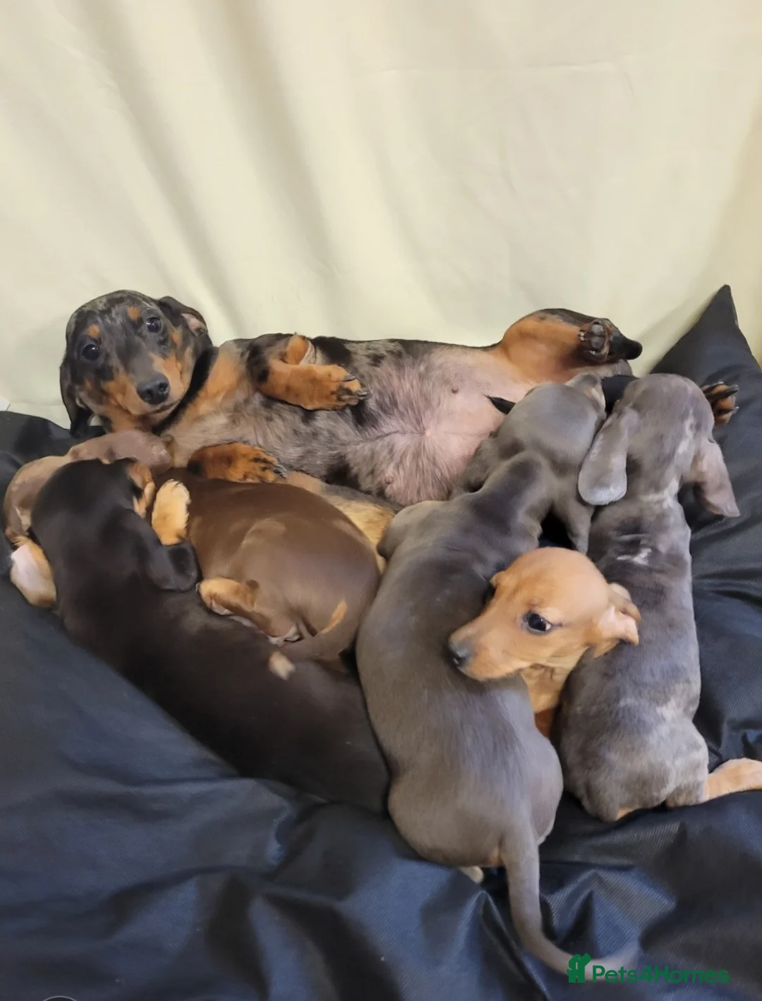 Miniature Dachshund dogs for sale: Miniature Dachshund  in Edinburgh - Advert 1