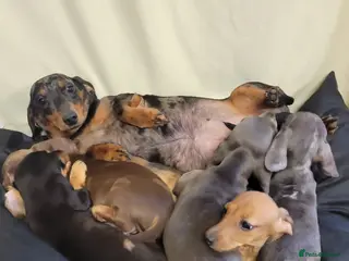 Miniature Dachshund dogs Miniature Dachshund - Advert 1