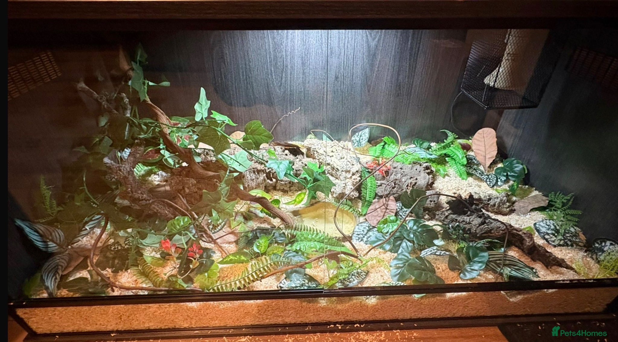 Snake reptiles Hognose female with full NEW setup - Advert 2