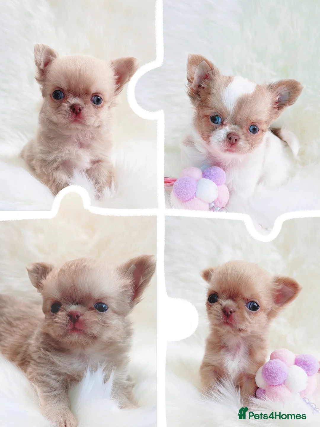 Chihuahua dogs for sale: Beautiful lilac chihuahuas  in Doncaster - Advert 1