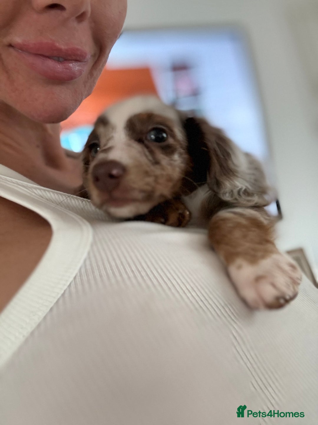 Miniature Dachshund dogs for sale: Puddles 7 month old miniature Dachshund Girl 💖 - Advert 5