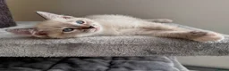 Ragdoll cats for sale: 💜 Beautiful Ragdoll Heritage Kittens 💜 - Advert 8