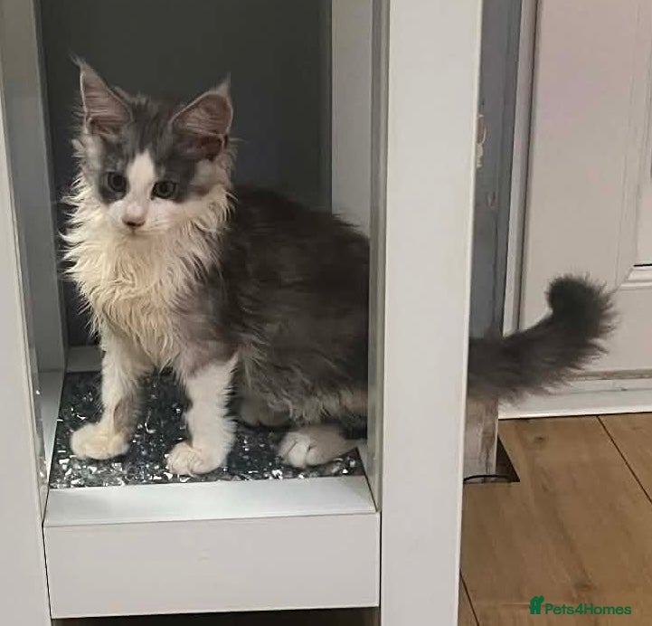 Maine Coon cats STUNNING MAINE COON BABIES  - Advert 11