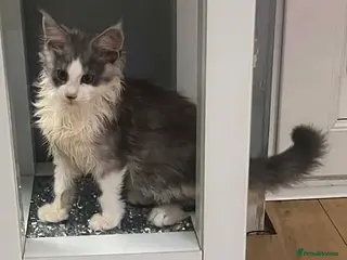 Maine Coon cats STUNNING MAINE COON BABIES - Advert 11