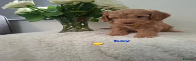Cockapoo 1