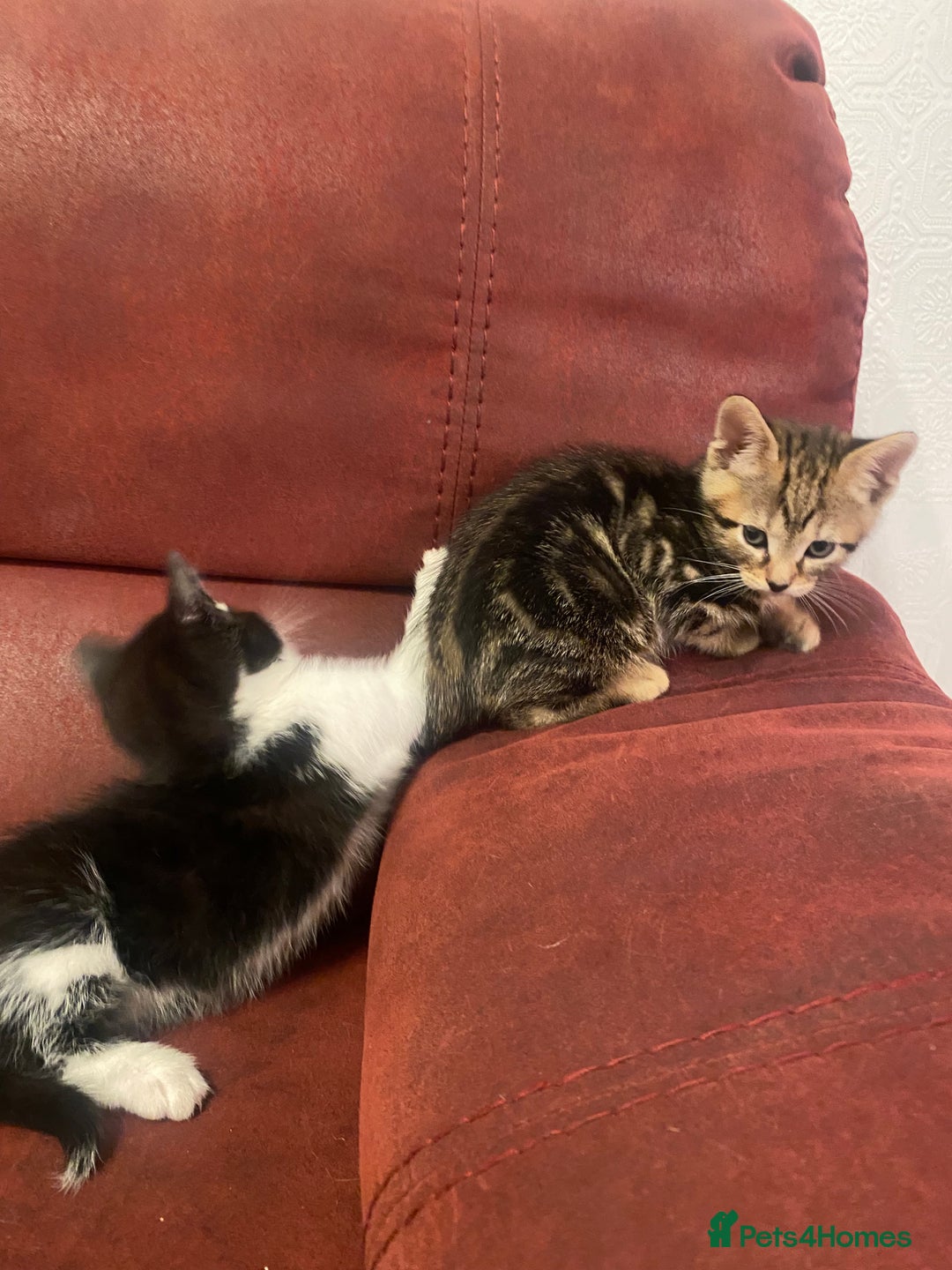 Mixed Breed cats for sale: Kittens for sale - Advert 9