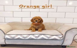 Cavachon dogs for sale: Cavapoochon puppies 🥰 - Image 11