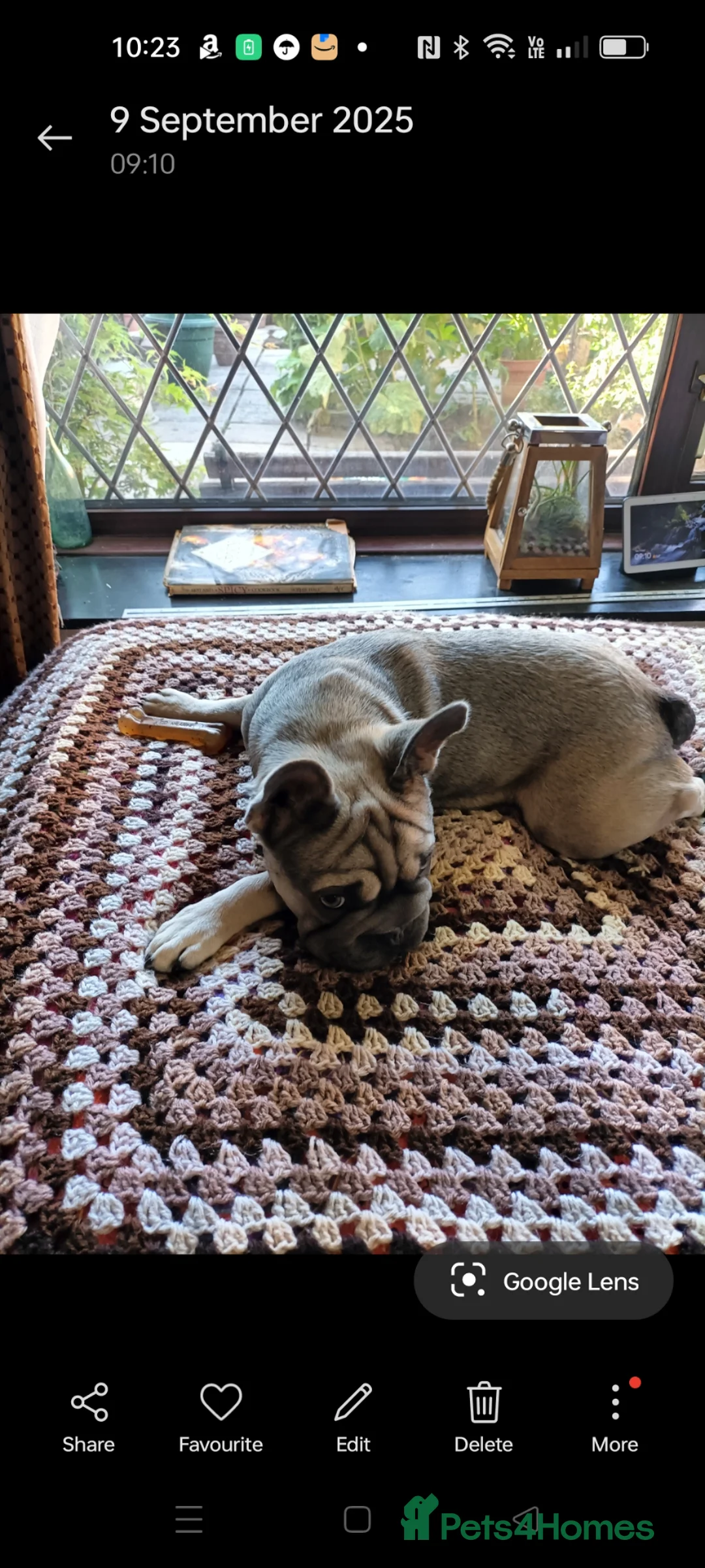 French Bulldog dogs for sale: French bulldog  - Advert 1