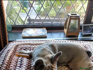 French Bulldog dogs French bulldog - Advert 3