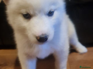 Siberian Husky dogs Outstanding Siberian husky puppies - Advert 15