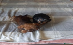 Mixed Breed dogs for sale: 💞 Beautiful Yorkie Russel Puppies 💞 - Image 10