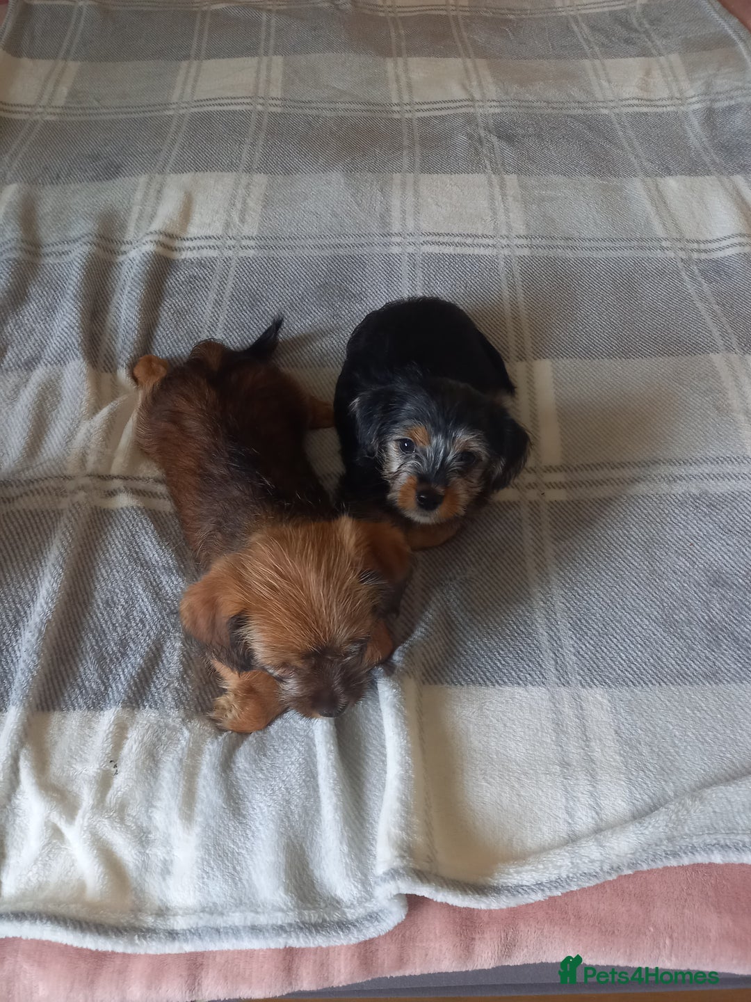 Mixed Breed dogs for sale: 💞 Beautiful Yorkie Russel Puppies 💞 - Image 10
