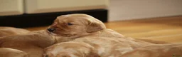 Golden Retriever dogs for sale: KC Registered Working Golden Retriever Puppies - Advert 34
