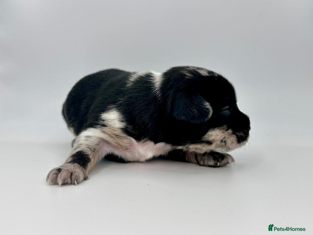 Mixed Breed dogs for sale: Floodle  - Image 20
