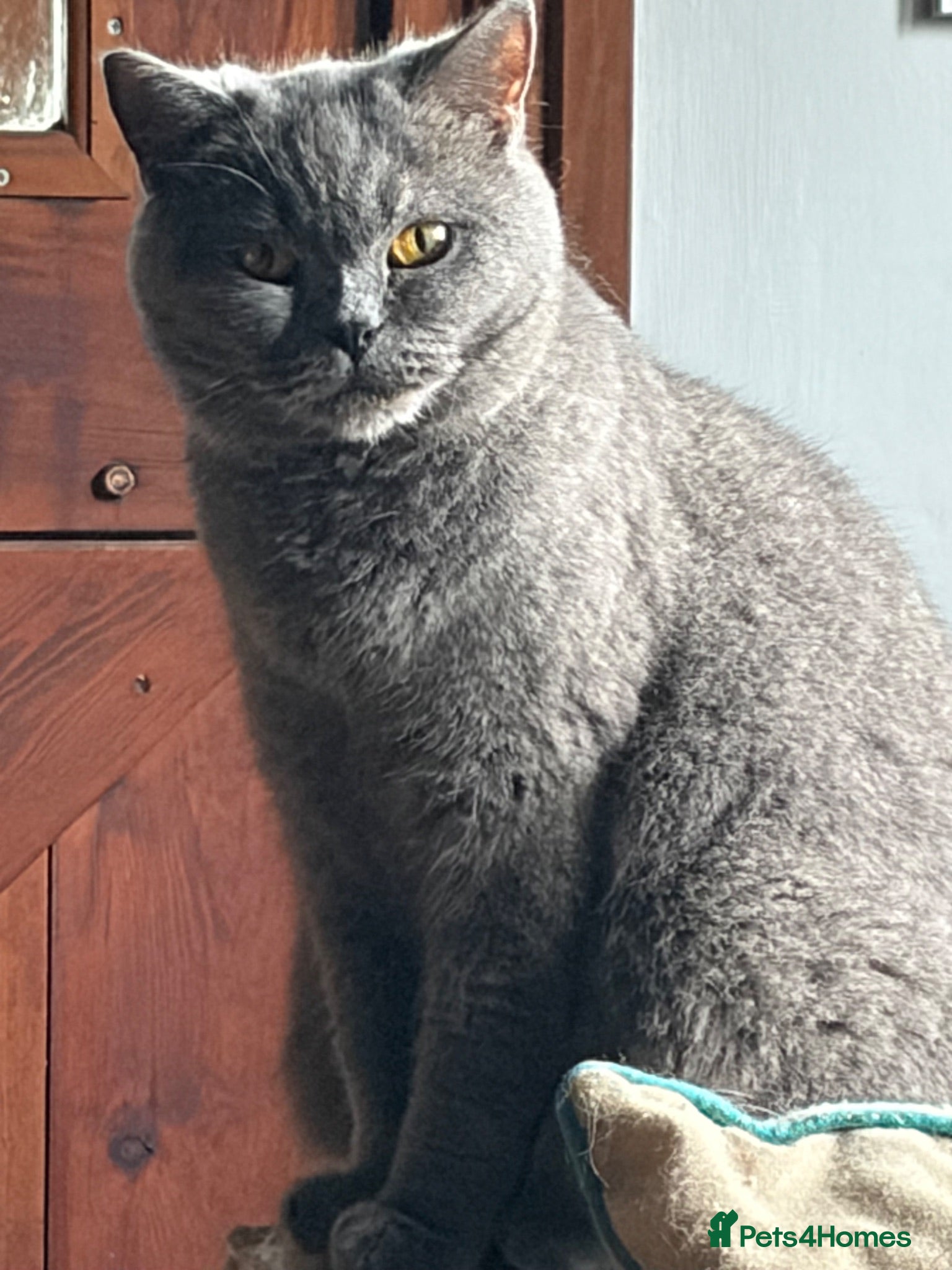 British Shorthair cats Two Bsh registered active females - Advert 1
