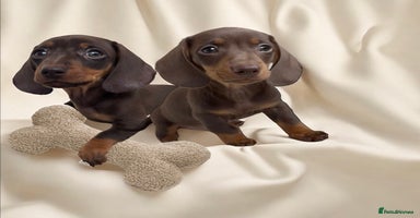 Miniature Dachshund dogs - Advert 7