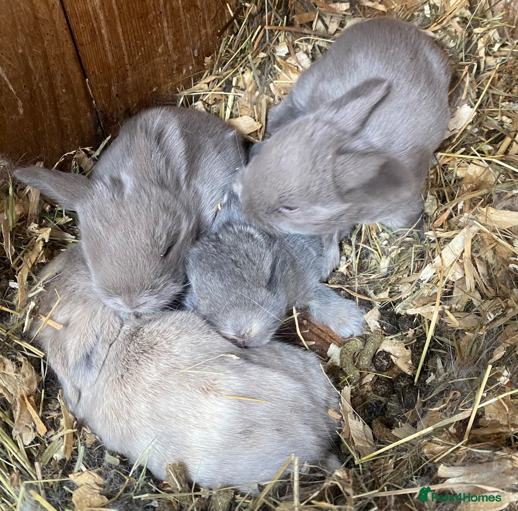 Mini Lop rabbits Mini lops Est since 2014   - Advert 2