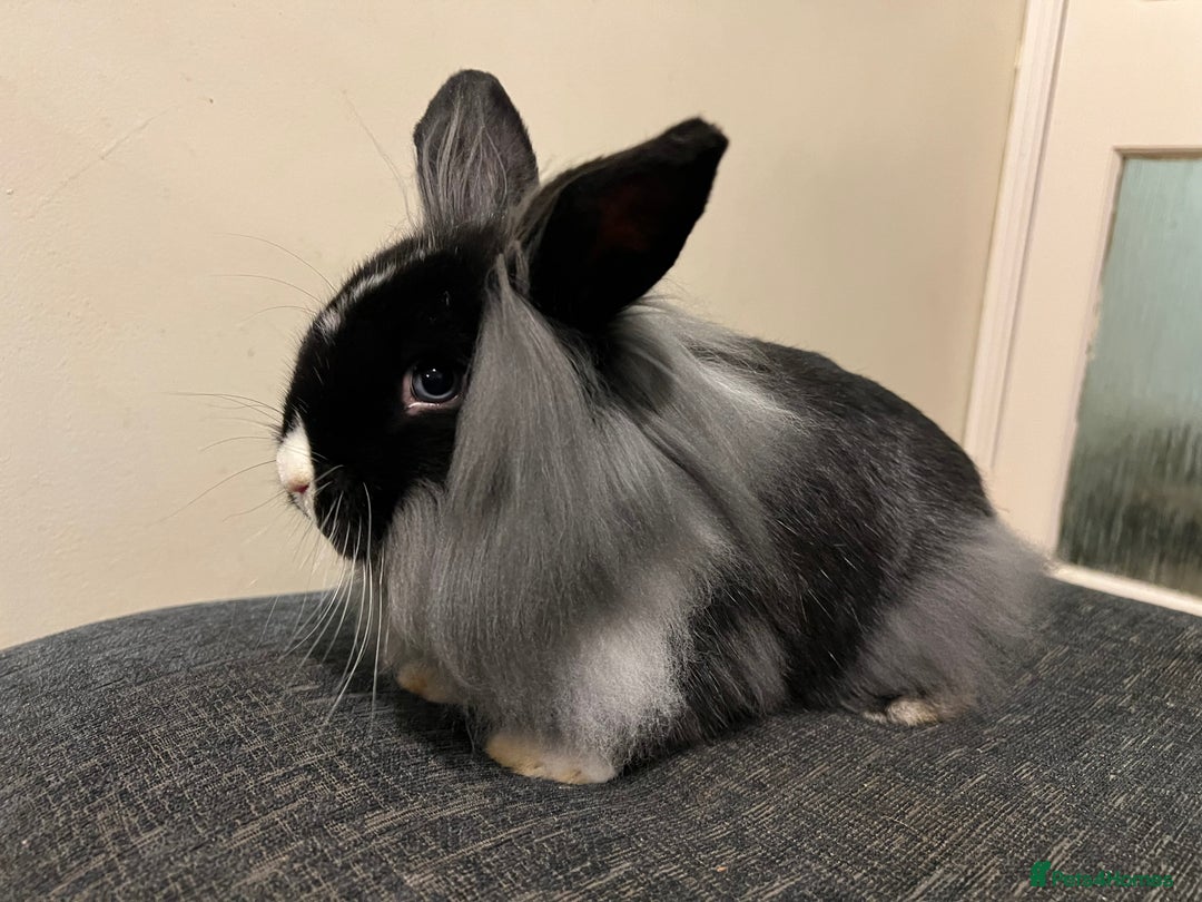 Mini Lion Lop rabbits for sale: Mini lion lop bucks - Advert 1