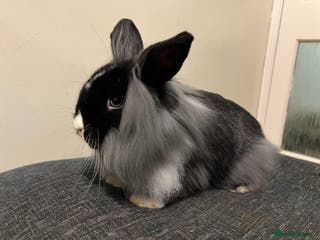 Mini Lion Lop rabbits Mini lion lop bucks - Advert 5