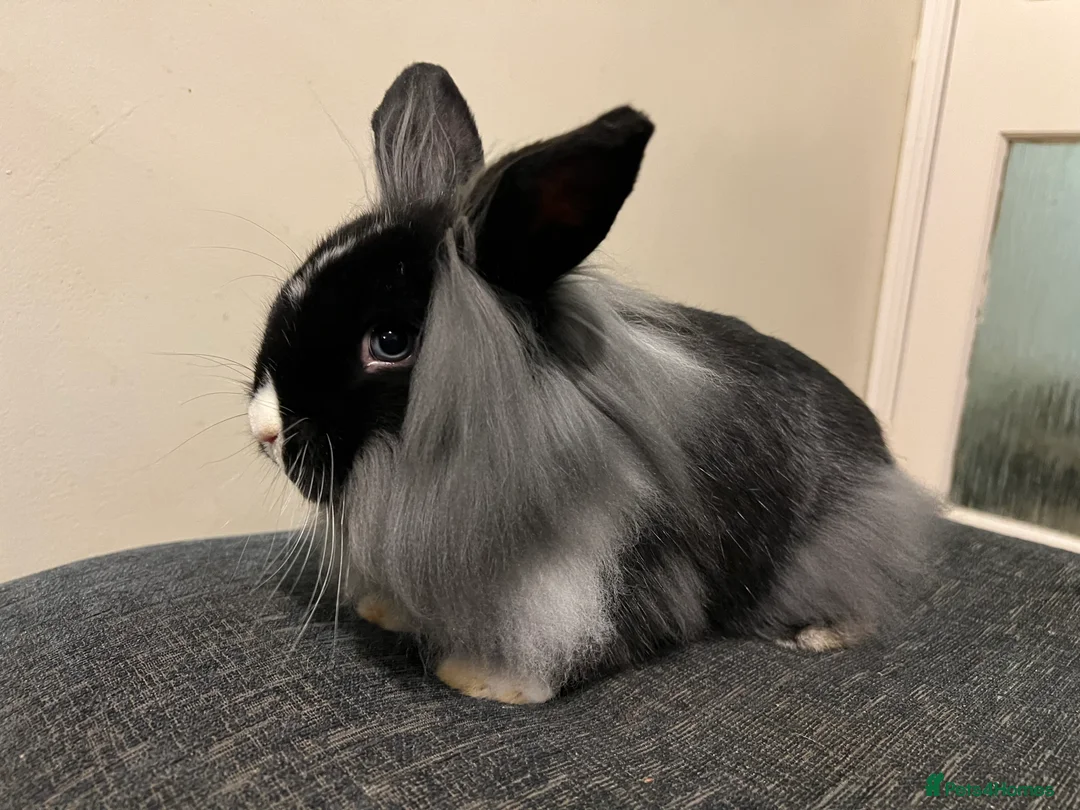 Mini Lion Lop rabbits for sale: Mini lion lop bucks - Advert 1