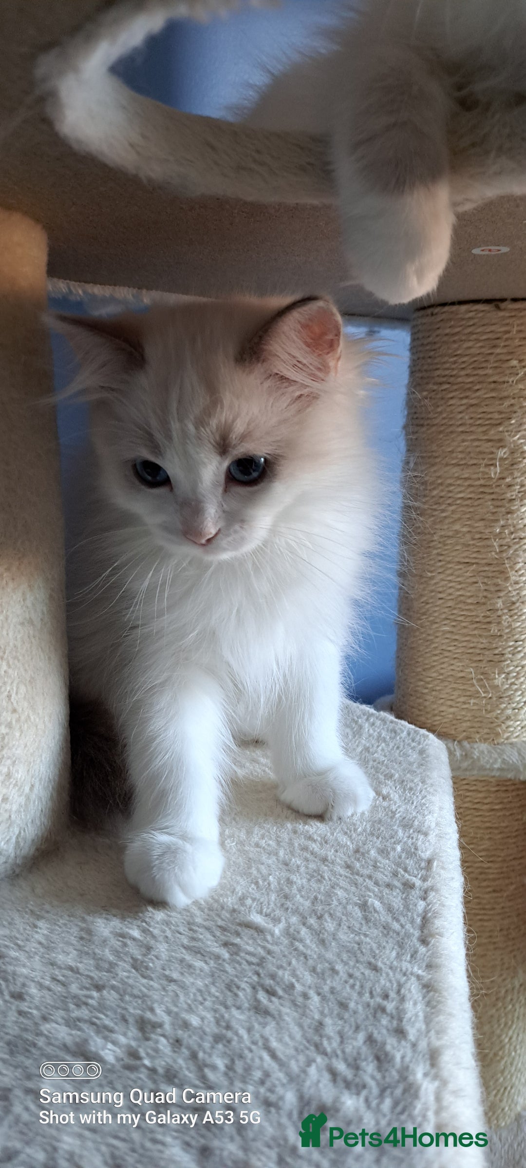Ragdoll cats for sale: GCCF reg Ragdoll kittens  - Image 13