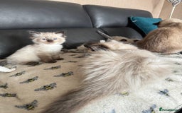Ragdoll cats for sale: Our little snow babies ragdoll kittens  - Image 35