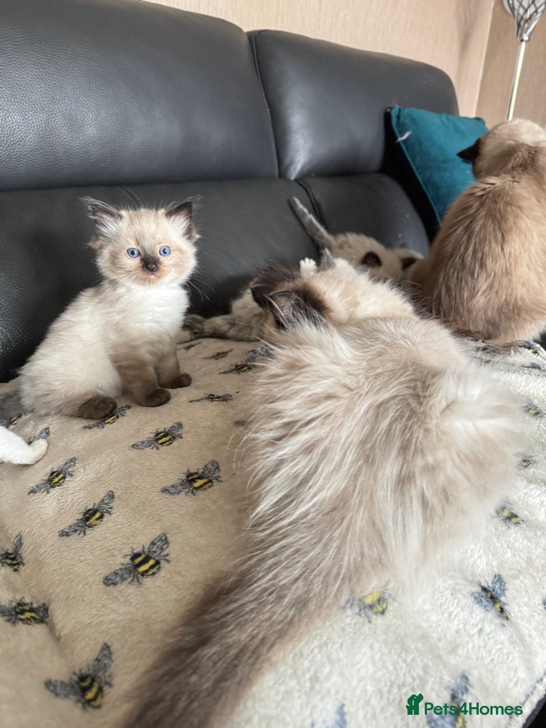 Ragdoll cats for sale: Our little snow babies ragdoll kittens  - Image 35