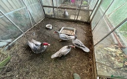 Ducks poultry for sale: Muscovy duck  - Image 9