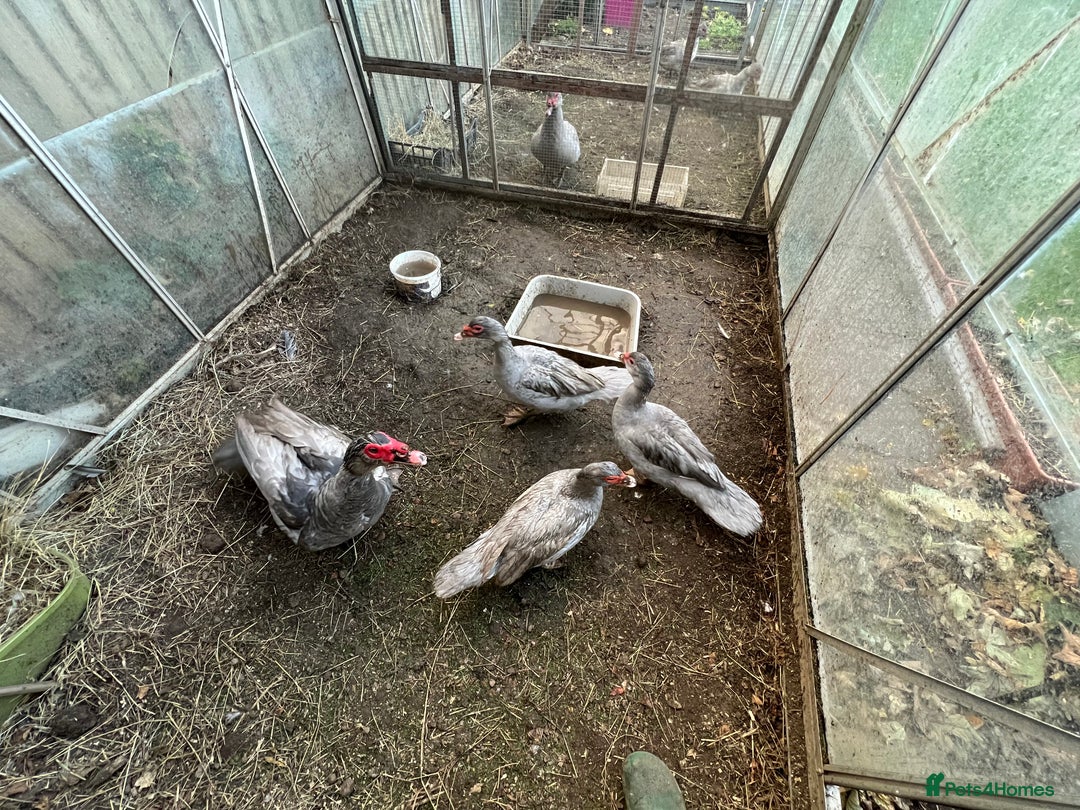Ducks poultry for sale: Muscovy duck  - Image 9