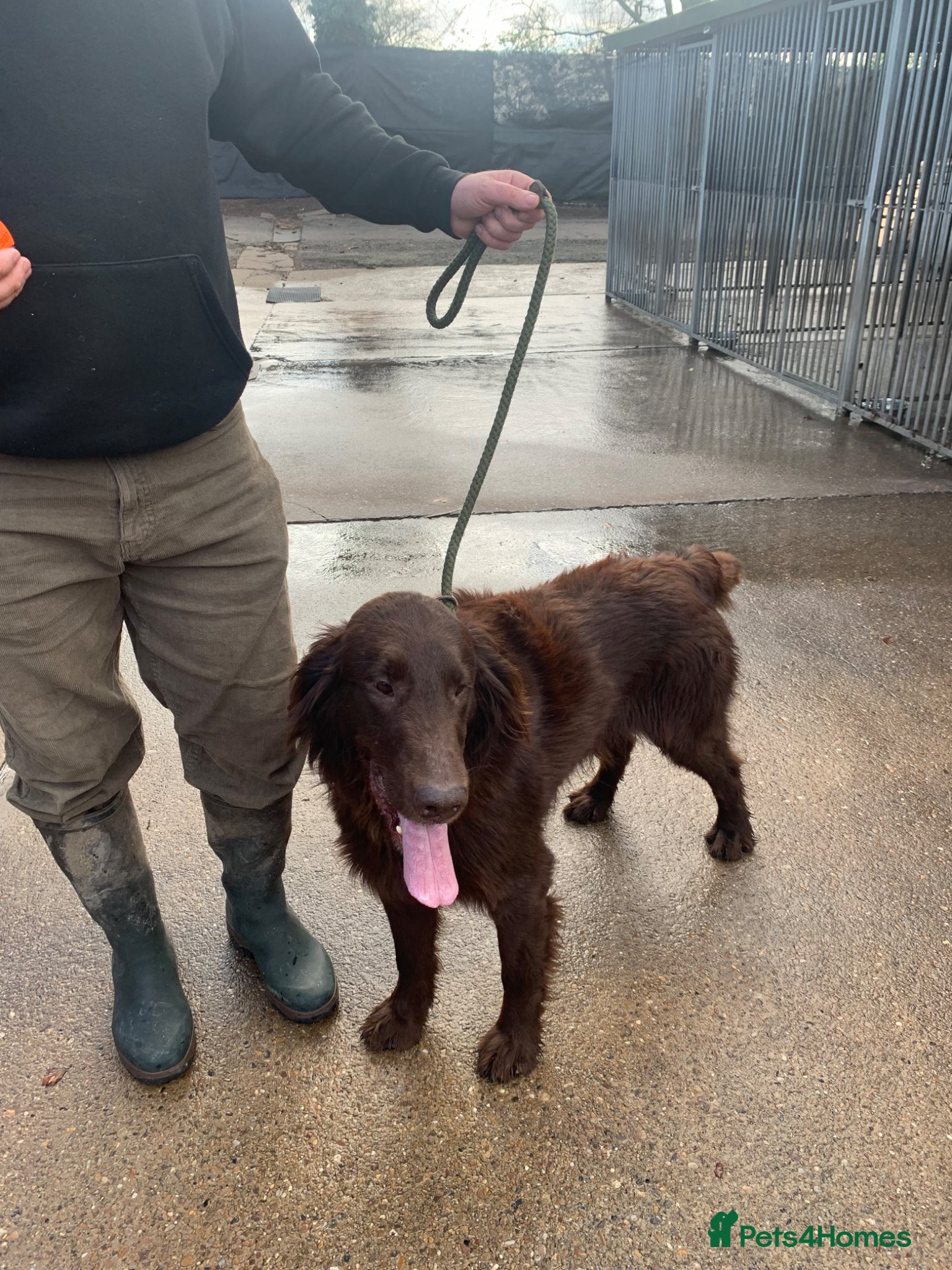Flat coated Retriever dogs for sale: Adorable Flat Coated Retriever Puppies  - Advert 5