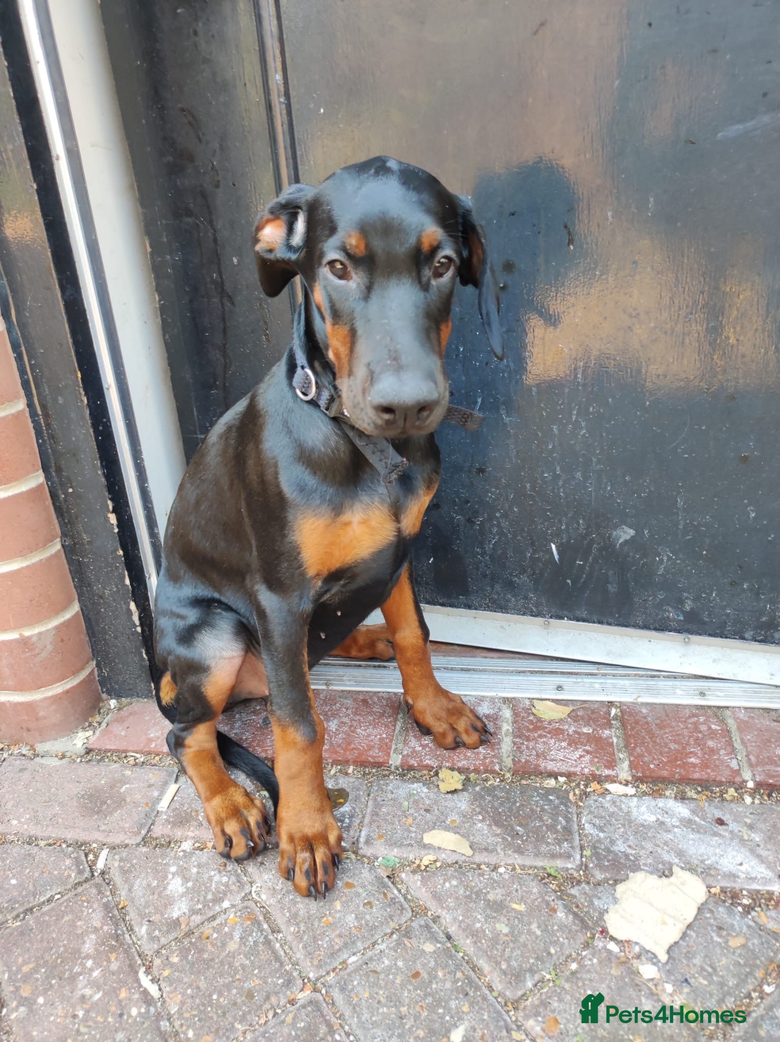 Dobermann dogs ONE DOBERMANN FEMALE PUPPY LEFT!!!!   - Advert 4