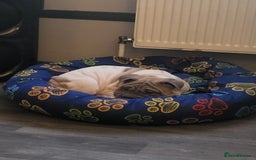 Mixed Breed dogs for sale: Male sher pei cross french bulldog  - Image 1