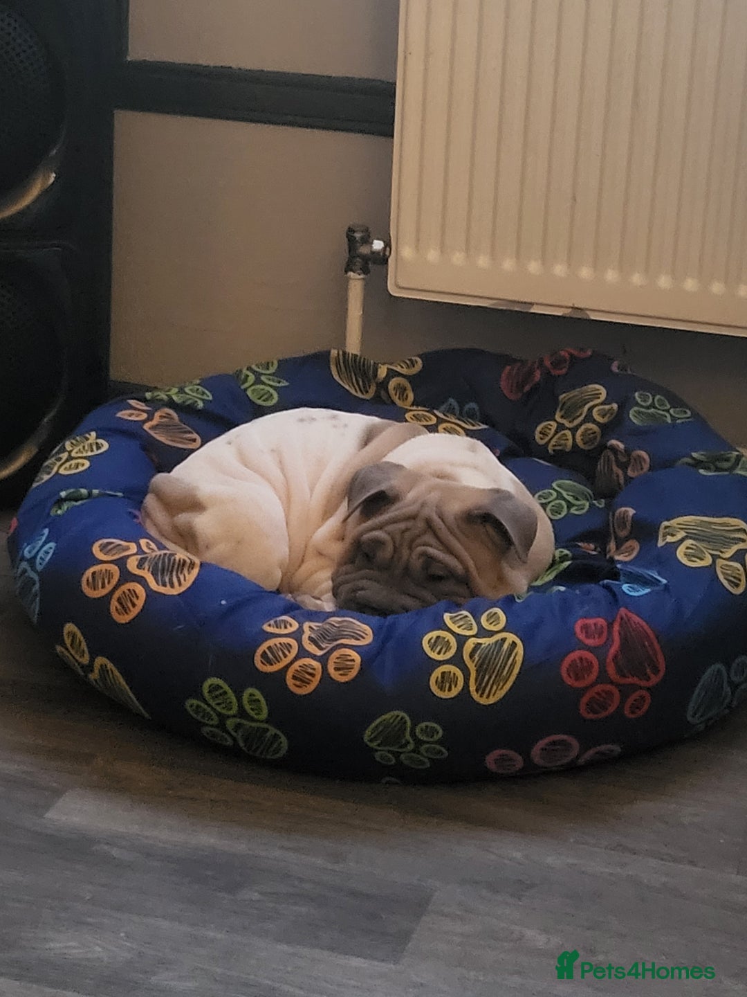 Mixed Breed dogs for sale: Male sher pei cross french bulldog  - Image 1