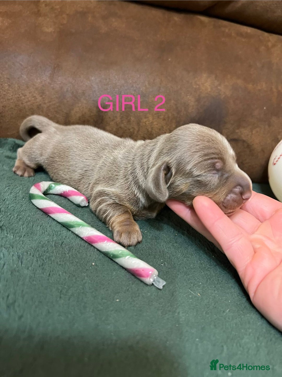 Miniature Dachshund dogs for sale: Beautiful Mini Dachshund puppies  - Advert 7