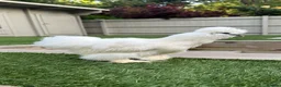 Chickens poultry for sale: Silkies - White females  - Advert 3