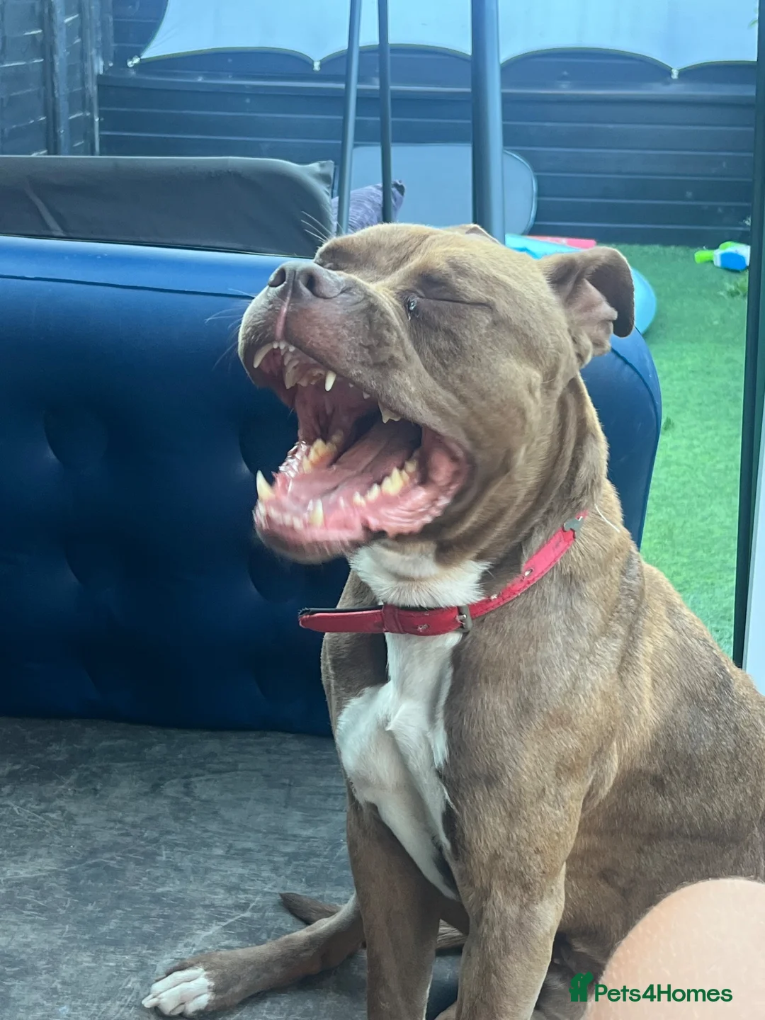 American Bull Staffy dogs for sale: Selling my lovely american staff dog in Grays - Advert 2