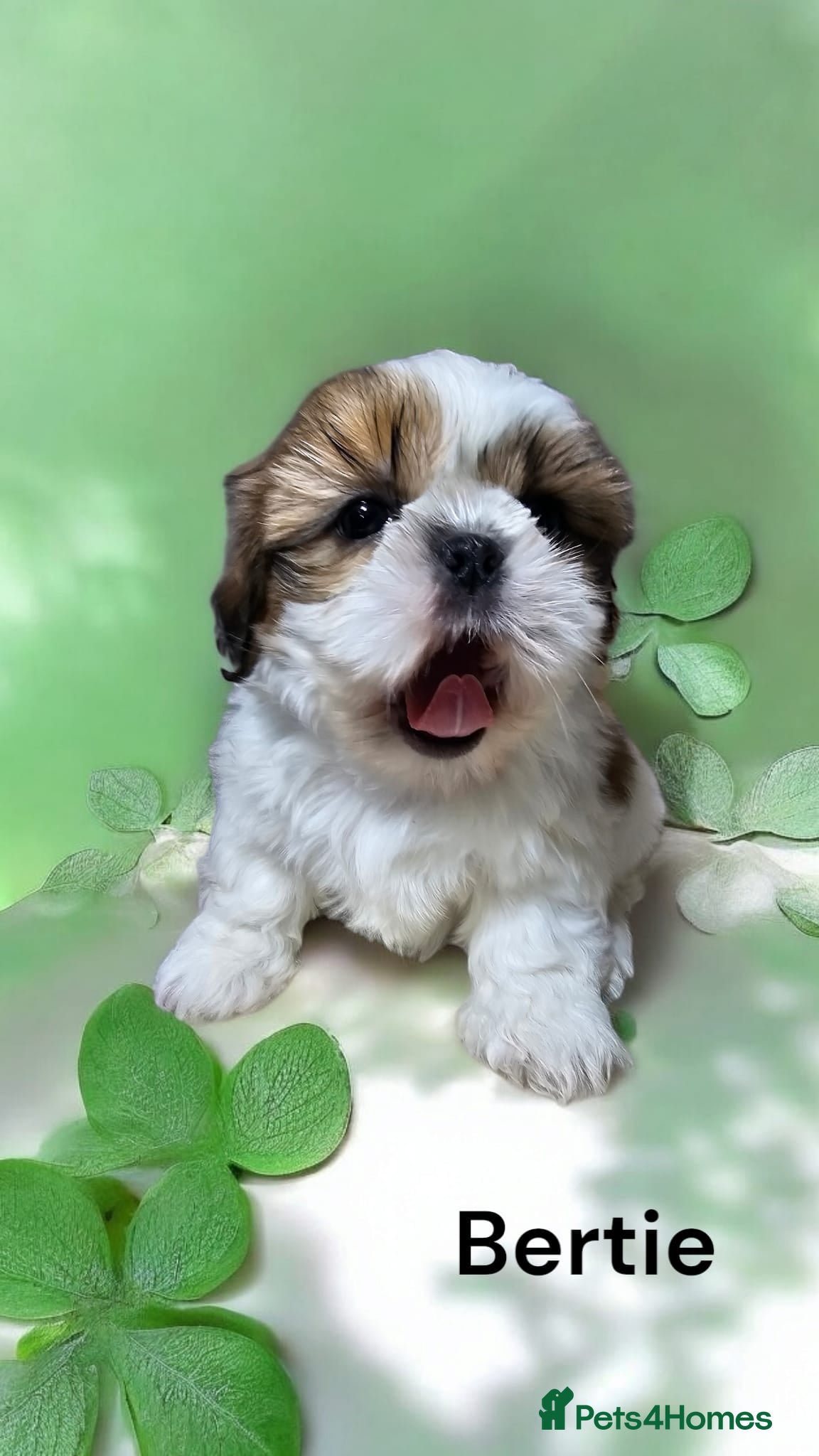 Shih Tzu dogs  💞 QUALITY STANDARD SHIH TZU COMING SOON💕 - Advert 2