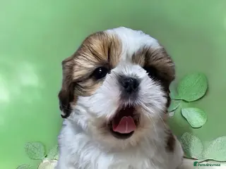 Shih Tzu dogs 💞 QUALITY STANDARD SHIH TZU COMING SOON💕 - Advert 2